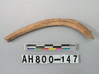 藏品(獸骨殘骸)的圖片